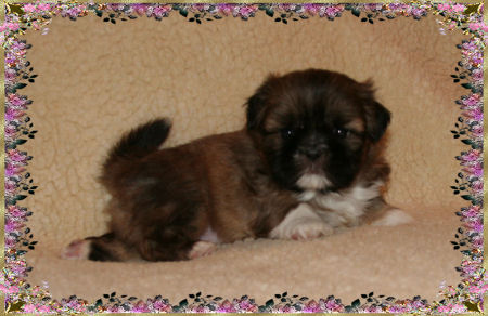 Lilly Imperial Shih Tzu female puppy